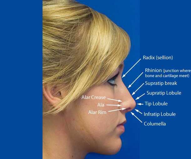 Profile view labelled topographic anatomy