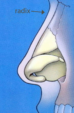 Nasal anatomy with Radix labelled