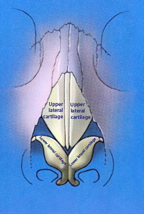 Upper lateral cartilage and lower lateral cartilage anatomy Upper lateral cartilage and lower lateral cartilage anatomy