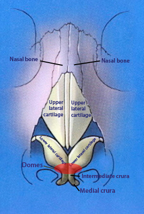 complete-frontal-nasal-anatomy.jpg