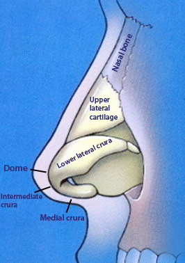 Rhinoplasty Anatomy | Rhinoplasty in Seattle