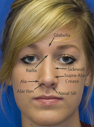 Frontal view labelled topographic anatomy